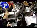 130 Cat Feeding