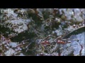 Ants Vs Crab