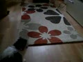 Bouncy Cat