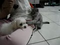 Cat Bully