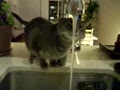 Cat Likes The Water
