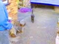 Cat Shortcut