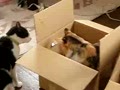Cat Slugfest