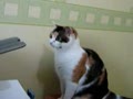 Cat Versus Printer