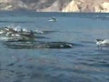 Dolphins Stampede