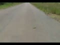 Go Shorty