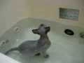 Hairless Cat In Bath