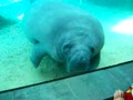 Manatee Squash