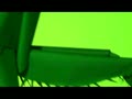 Praying Mantis