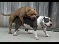 Sexy Dog Barf