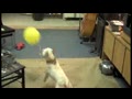 Sherman With A Balloon