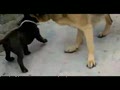 Still Puppies