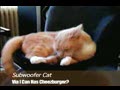 Subwoofer Cat