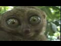 Thx Lemur