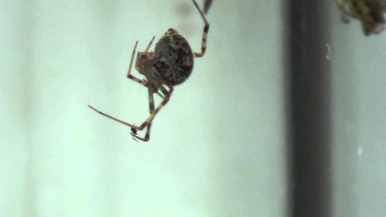 Even spiders hate spiders